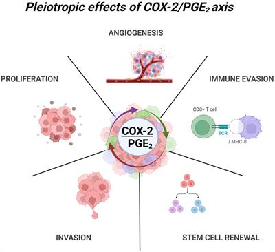 Pleiotropic effects of the COX-2/PGE2 axis in the glioblastoma tumor microenvironment